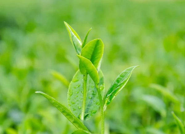 Αγρόκτημα πράσινο τσάι. — Φωτογραφία Αρχείου