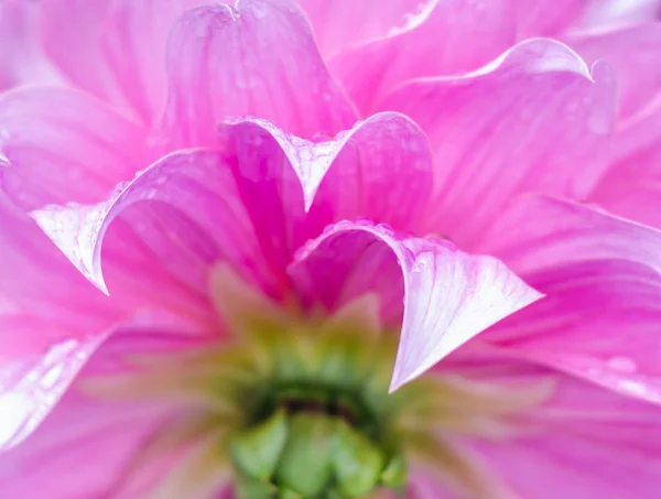 Bloem petal. — Stockfoto