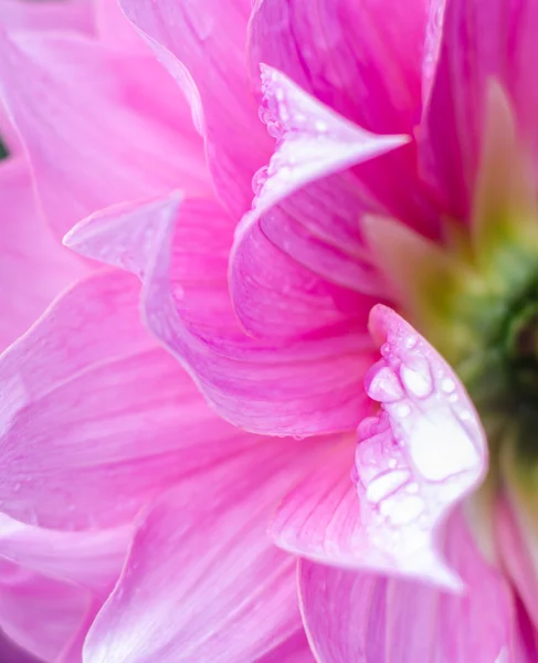 Blomma kronblad. — Stockfoto