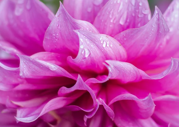 Blomma kronblad. — Stockfoto