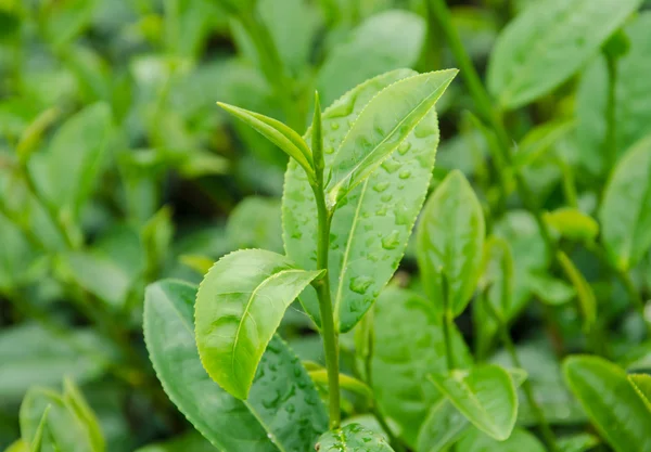 Herbata zielona zagroda. — Zdjęcie stockowe