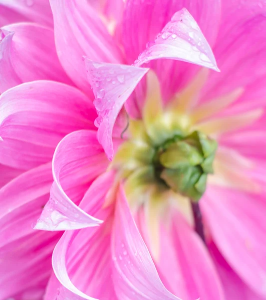 Blütenblatt. — Stockfoto