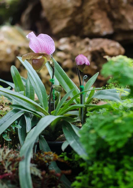 Lady pantofola orchidea . — Foto Stock