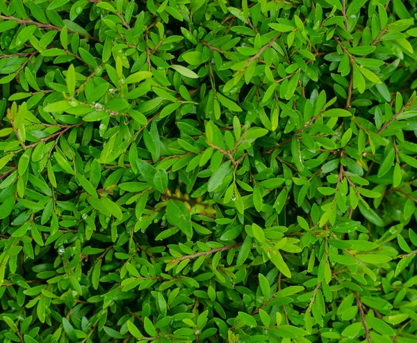 Green grass background — Stock Photo, Image