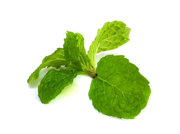 Mint leaf. — Stock Photo, Image