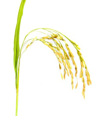 Çeltik pirinç tohumu.