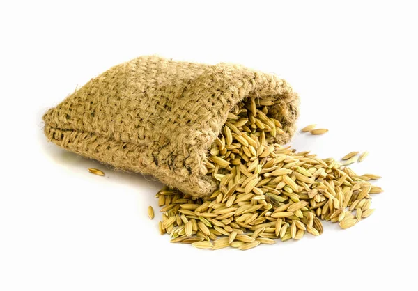Paddy rice seed. — Stock Photo, Image