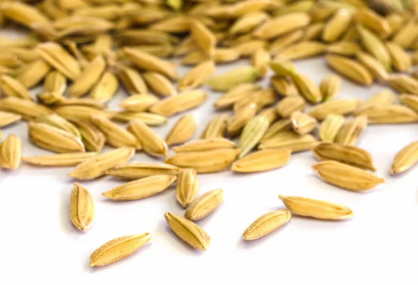 Rice seed. — Stock Photo, Image
