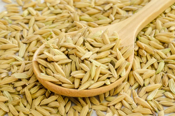 Rice seed. — Stock Photo, Image