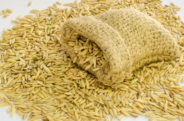 Paddy rice seed. — Stock Photo, Image