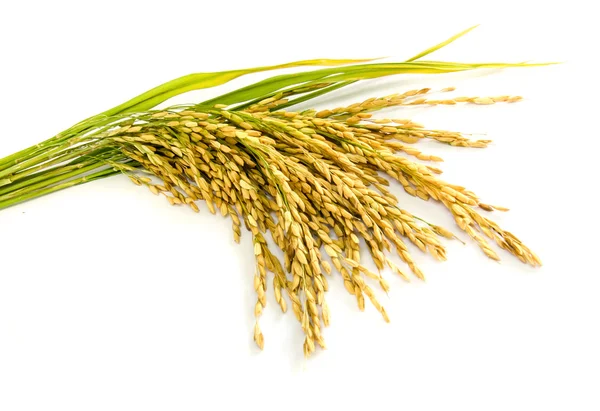Çeltik pirinç tohumu. Stok Fotoğraf