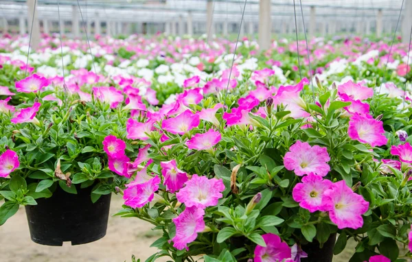 Vivero maceta flores  . — Foto de Stock