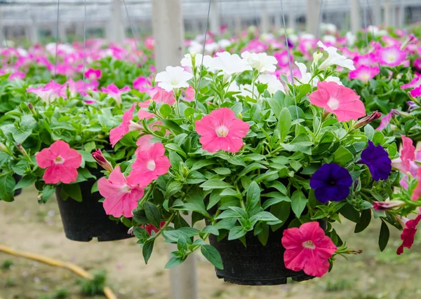 Flowers pot nursery . — Stock Photo, Image