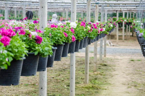 Vivero maceta flores  . —  Fotos de Stock