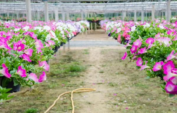 Flowers pot nursery . — Stock Photo, Image