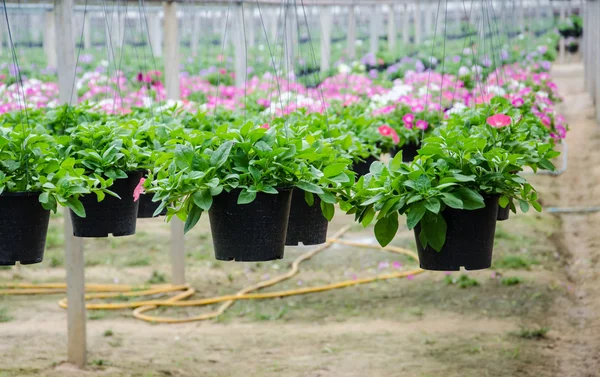 Flowers pot nursery . — Stock Photo, Image