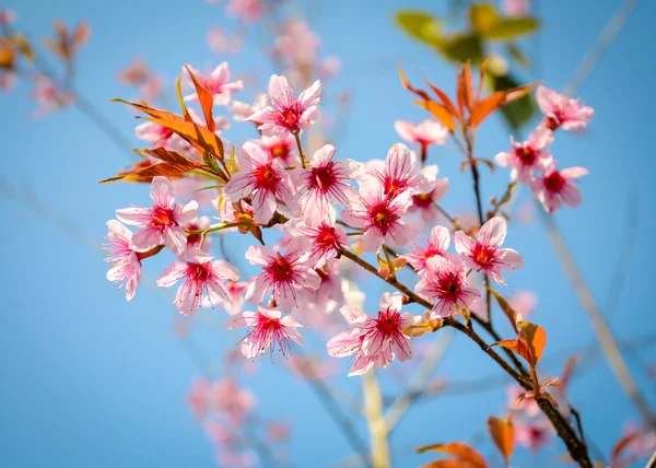 Fleur sakura thaïlandaise  . — Photo