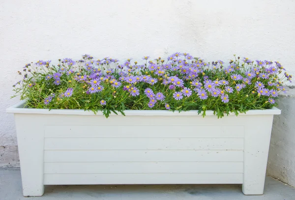 Purple flower pots. — Stock Photo, Image