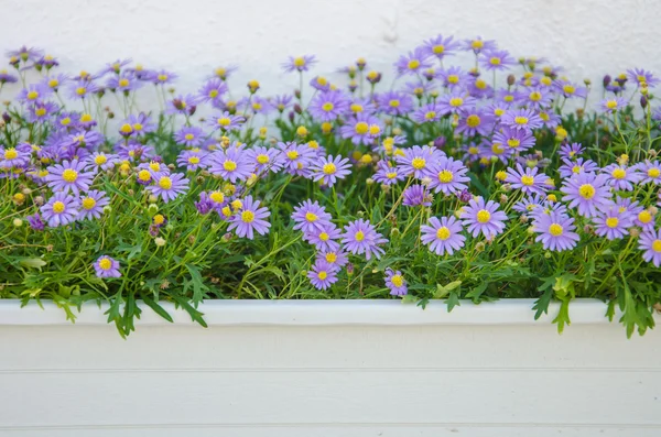 Purple flower pots. — Stock Photo, Image
