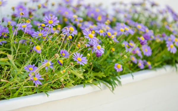 Purple flower pots. — Stock Photo, Image