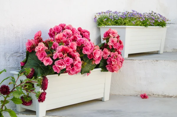 Flower pots. — Stock Photo, Image