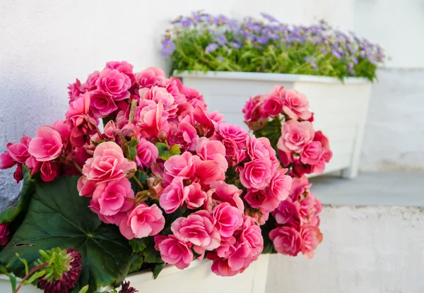 Flower pots. — Stock Photo, Image