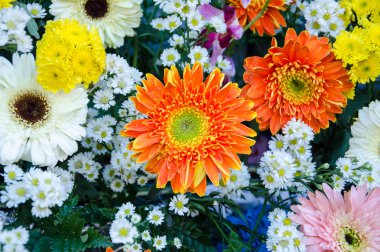 güzel gerbera çiçek .