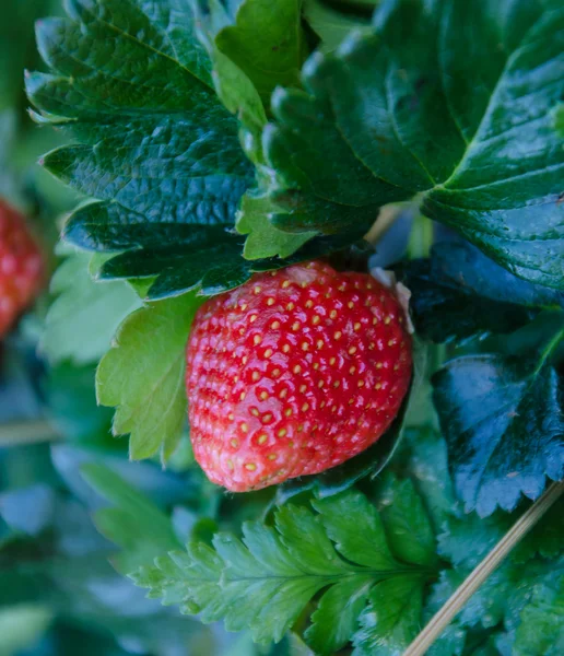 Strawberry Tree . — Stock Photo, Image