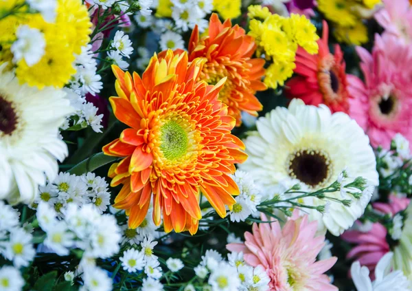 Bela flor de gerbera  . — Fotografia de Stock