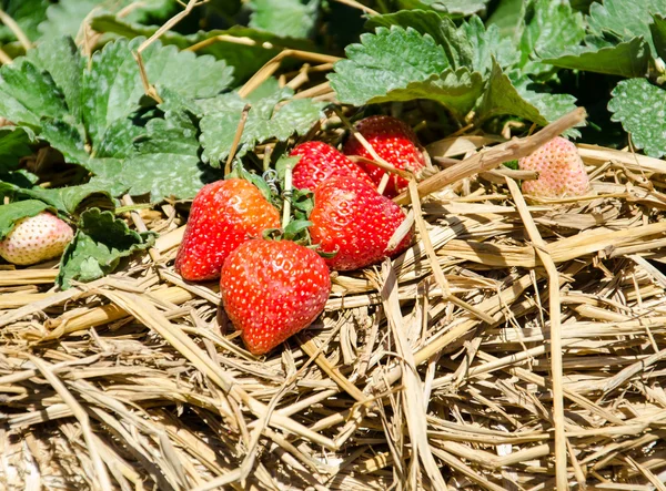 Strawberry Tree . — Stock Photo, Image