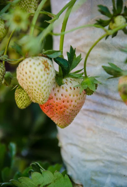 Strawberry Tree . — Stock Photo, Image