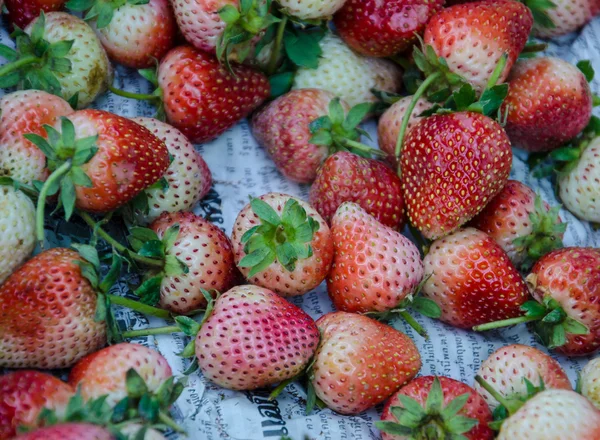 Strawberry . — Stock Photo, Image