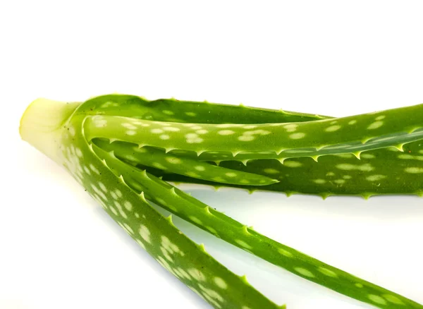 Aloe vera blad . — Stockfoto