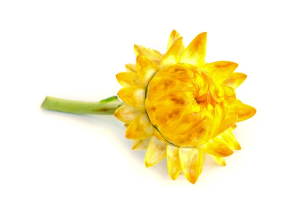 Соломенный цветок . — стоковое фото