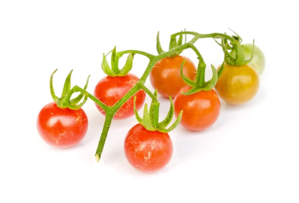Legumbre de tomate  . —  Fotos de Stock