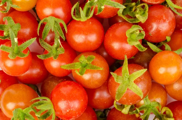 Legumbre de tomate  . —  Fotos de Stock