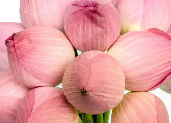 Flor de lótus rosa. — Fotografia de Stock