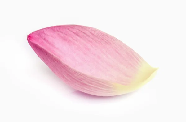 Flor de loto rosa. —  Fotos de Stock