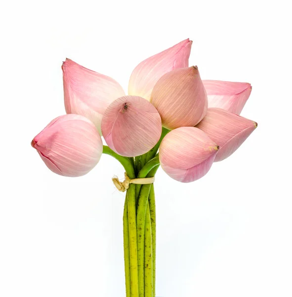 Flor de lótus rosa. — Fotografia de Stock