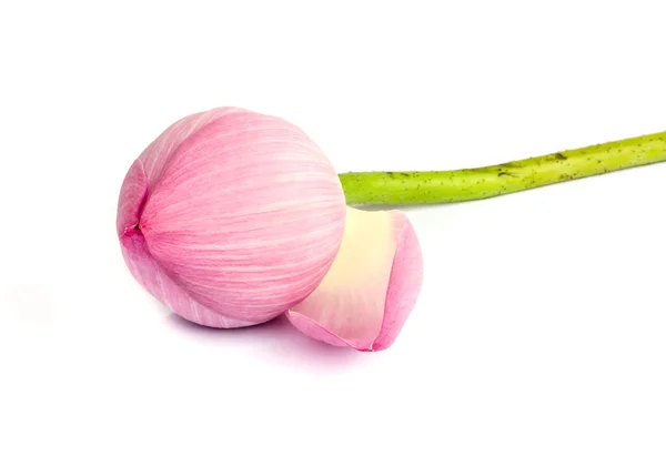 ピンク蓮の花. — ストック写真