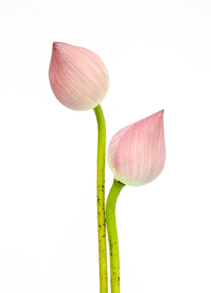 Pembe nilüfer çiçeği. — Stok fotoğraf