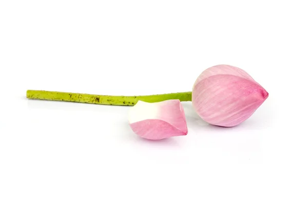 Flor de lótus rosa. — Fotografia de Stock