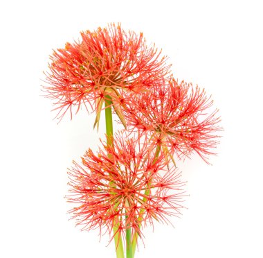 Nilüfer tozu ya da Kan çiçeği .