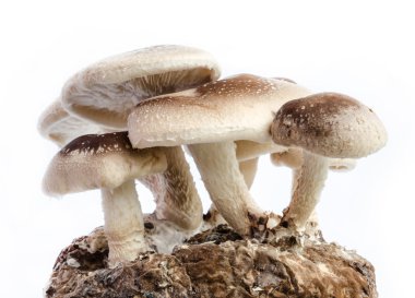 shiitake mantar.