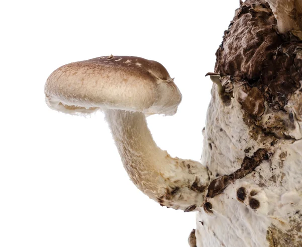 Shiitake mushroom. — Stock Photo, Image