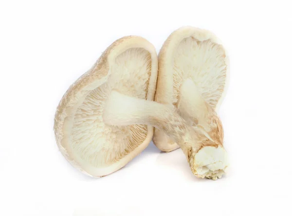 Shiitake svamp. — Stockfoto