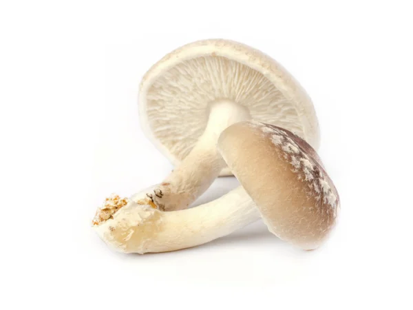 Shiitake mushroom. — Stock Photo, Image