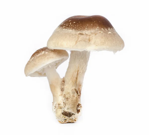 Шиитакский гриб . — стоковое фото