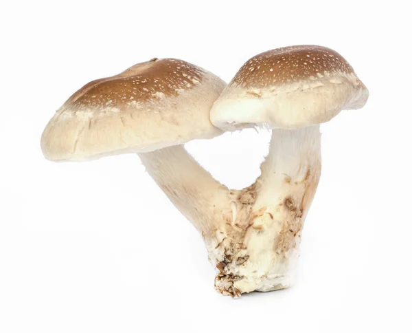 Shiitake mushroom. — Stock Photo, Image
