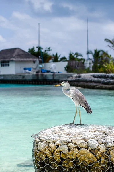 Bird standing on the stones near the sea — Stock Photo, Image